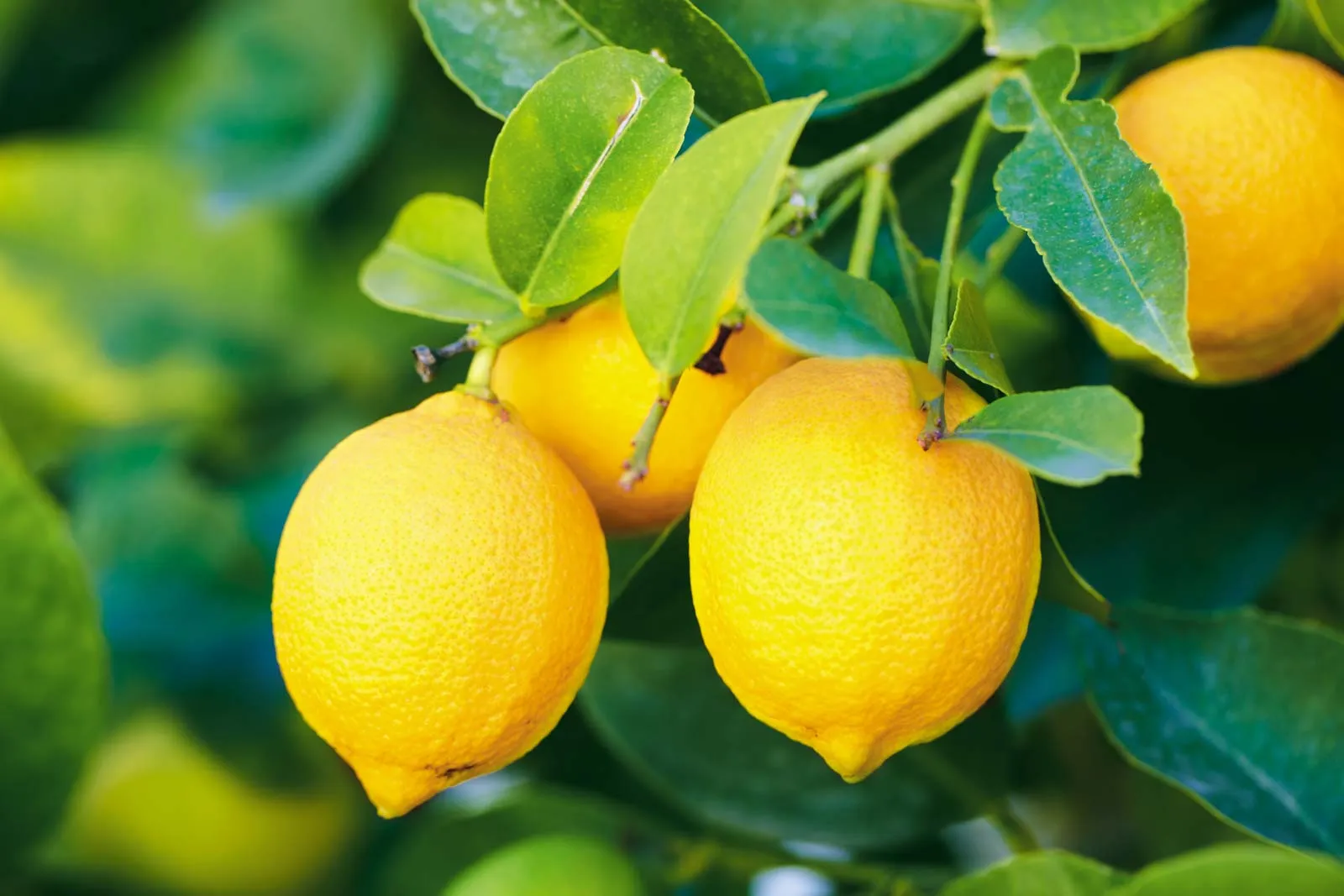 Pati Lemon