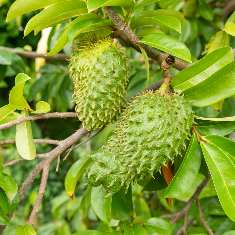 Ekstrak Daun Durian Belanda